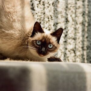 Meet your Posher, Alayna